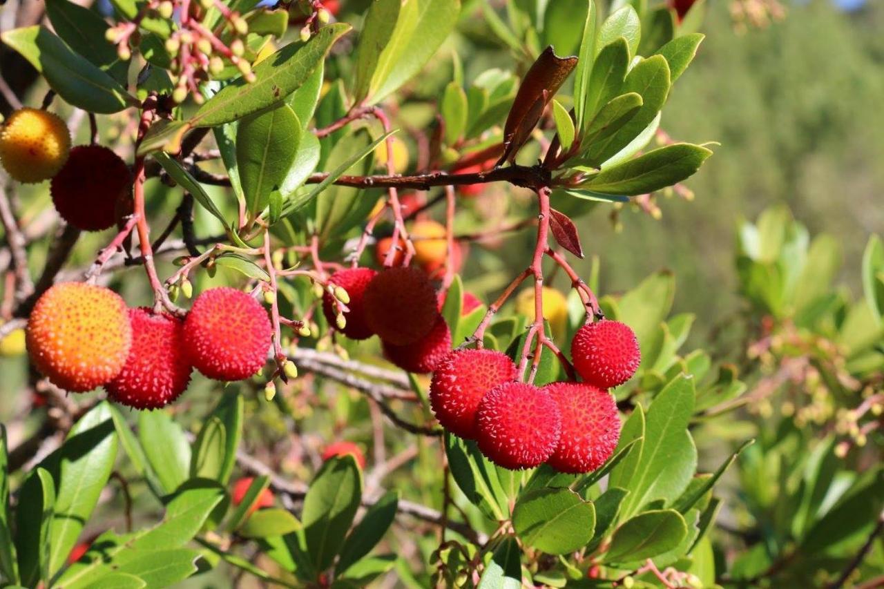 Proença-a-Nova Casa Rural Pucaricas - Country & Nature מראה חיצוני תמונה